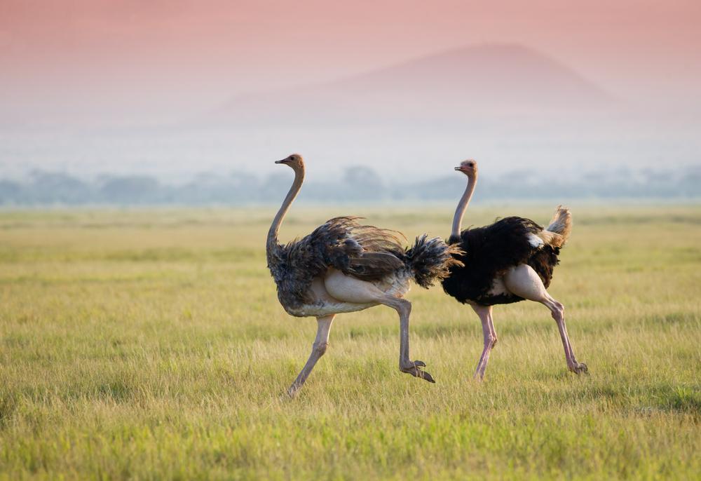 Ostriches have a double kneecap, but scientists still don't know why