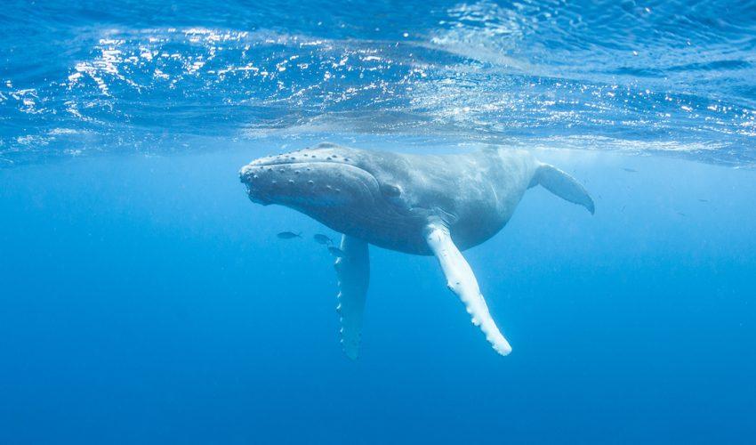 Simulations show how prey escape from humpback whale attacks