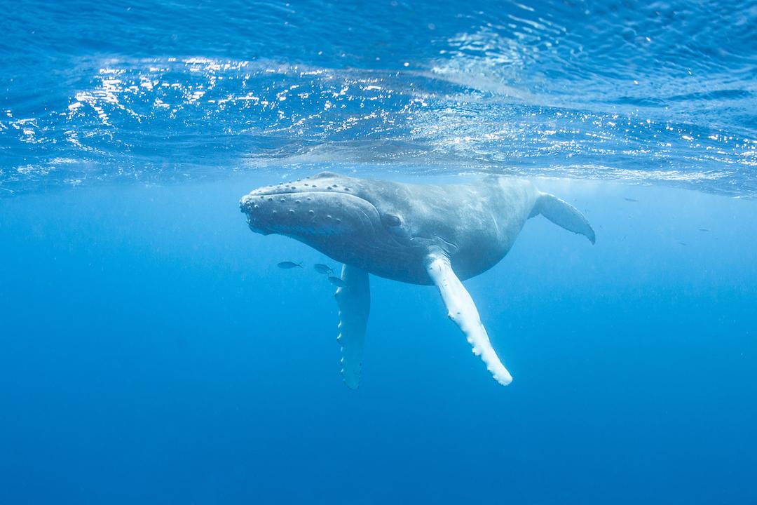 Simulations show how prey escape from humpback whale attacks