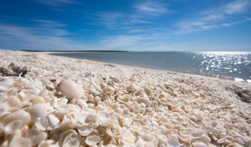 How sea shells could be a source of sustainable biomaterials