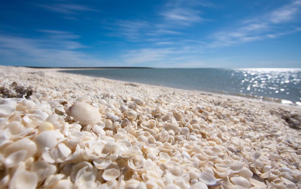 How sea shells could be a source of sustainable biomaterials