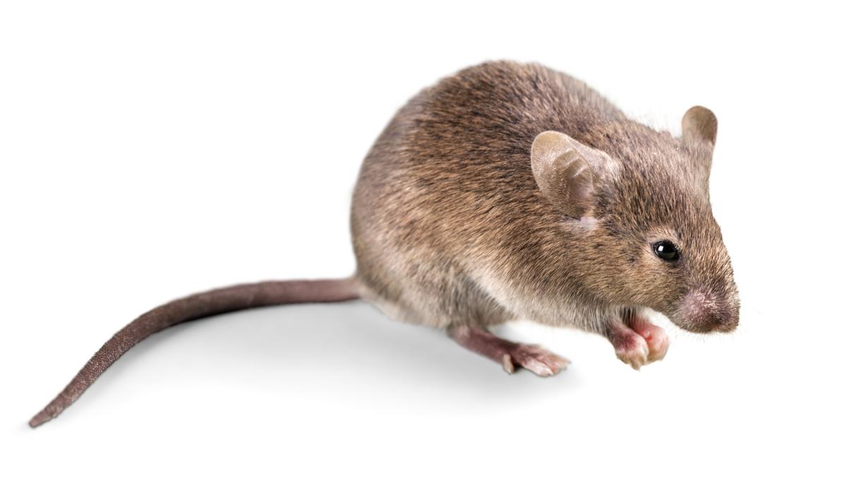 Mice with no sense of smell actively burn fat