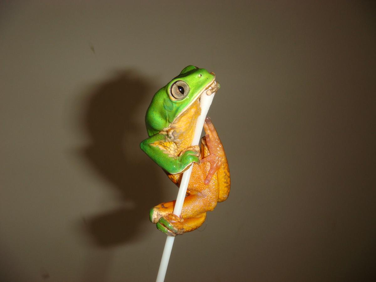 Skin bacteria in Brazilian frog species varies with habitat