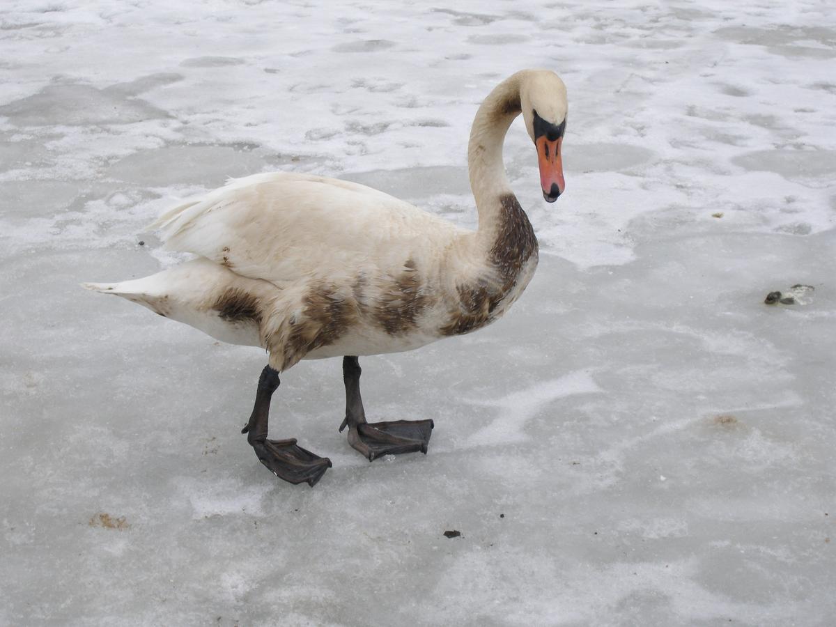How even light oil severely affects a bird’s ability to fly