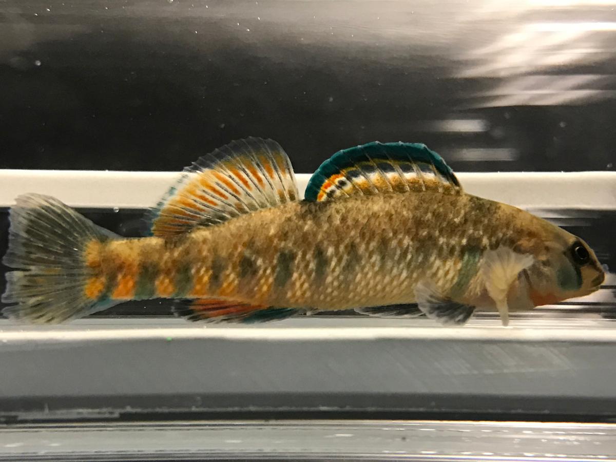 Fish exposed to sewage in water can spread bacteria