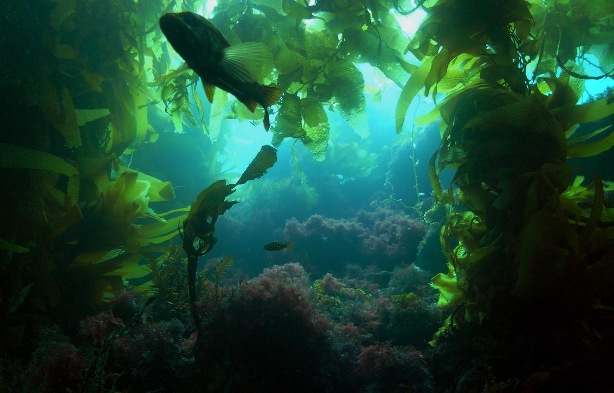 Ocean acidification will cause huge increase of small, weedy fish