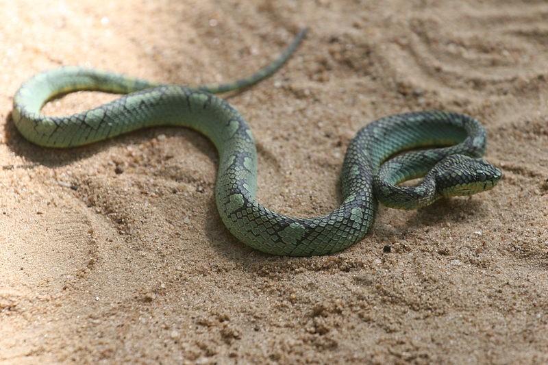 Snakebites cost Sri Lanka over $10 million per year