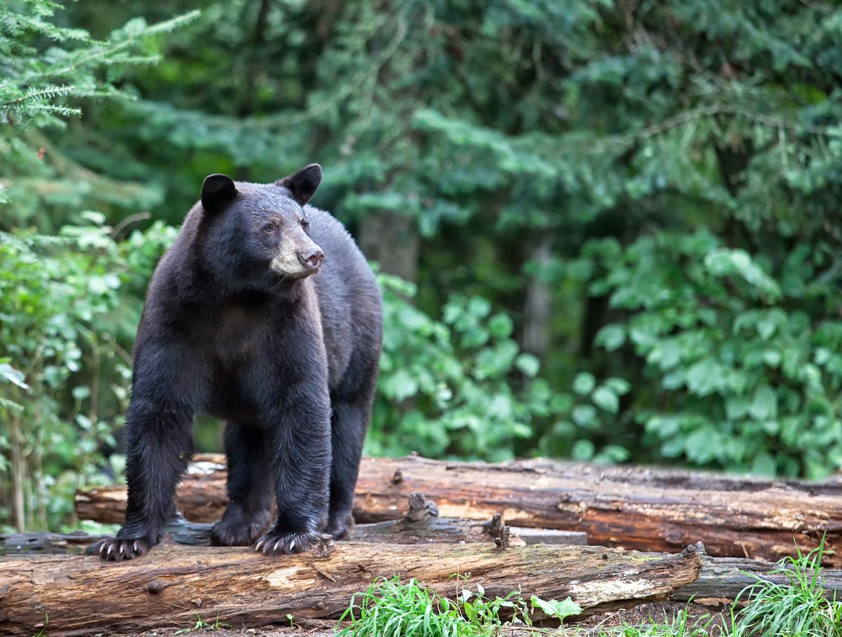 How bear populations are being subsidized by donuts