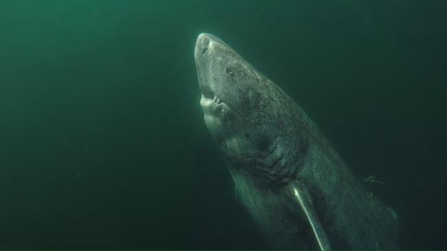 400 year-old sharks may hold the secret to longer life for humans