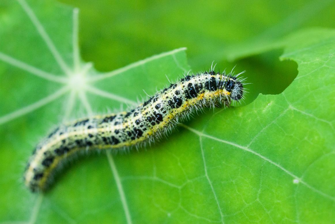 How plants can turn caterpillars into cannibals