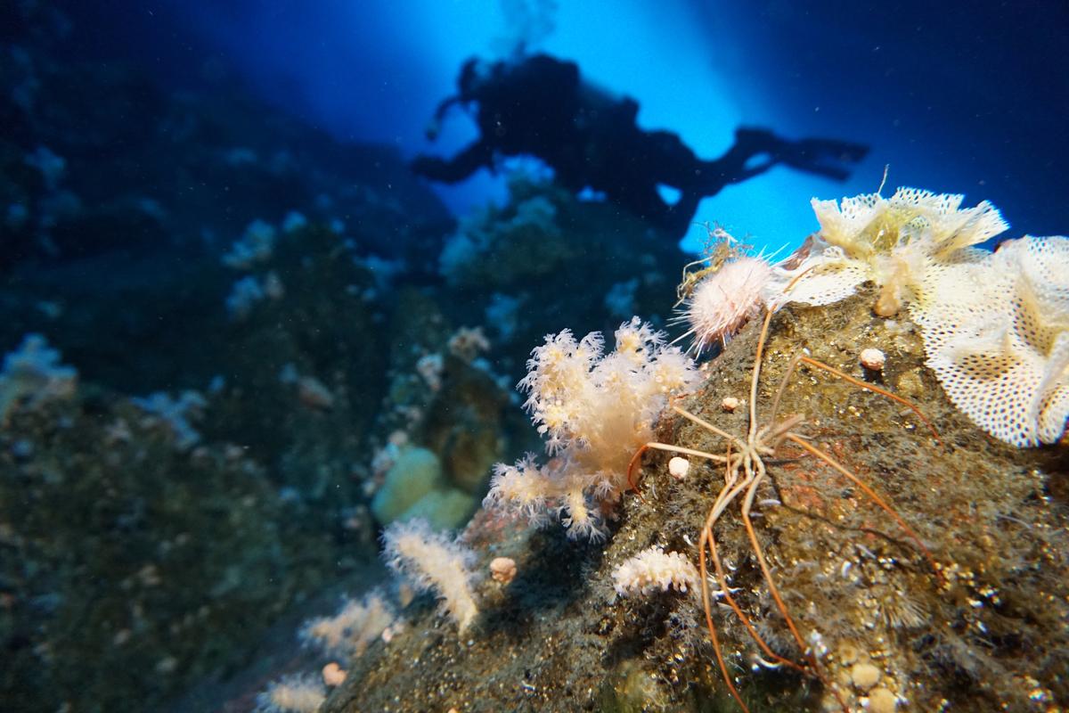 Sea spiders use their guts, not their hearts, to pump oxygen