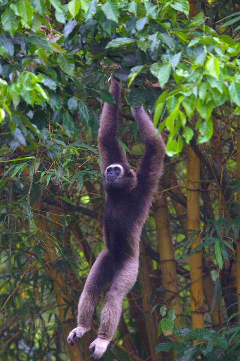 Population declines underway, two species go extinct each year