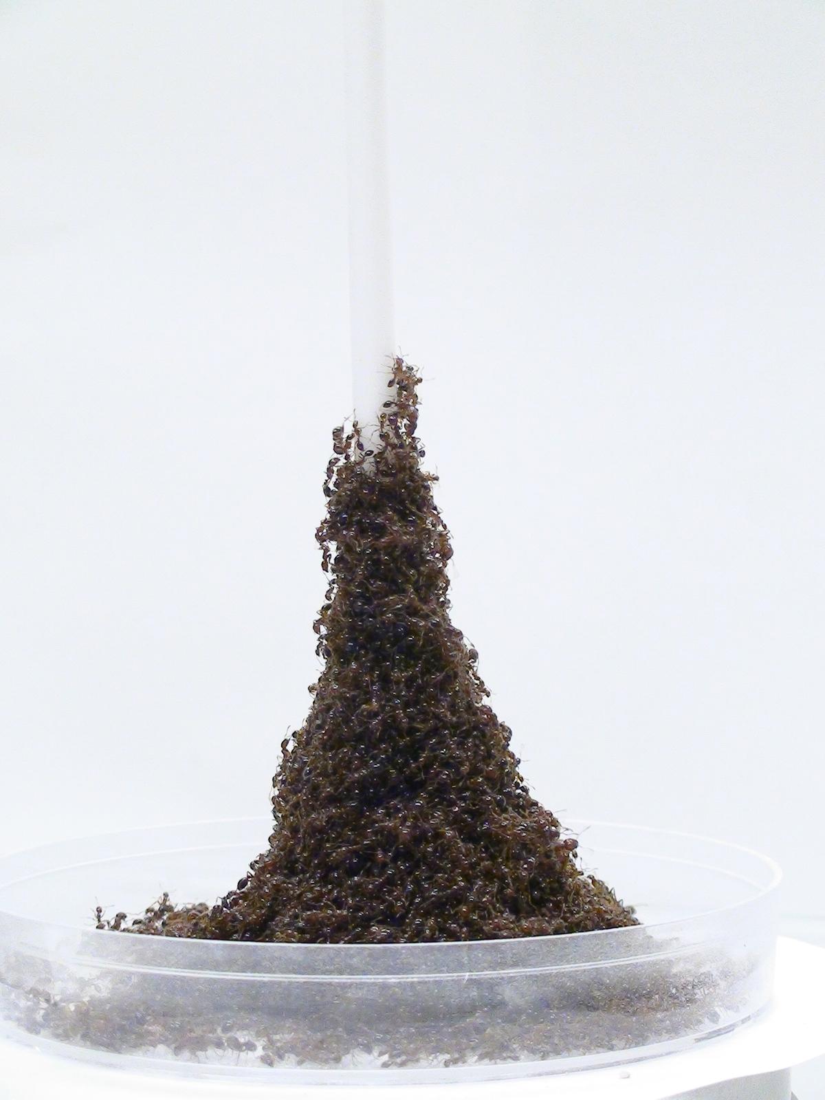 How ants build a mini Eiffel Tower to escape danger