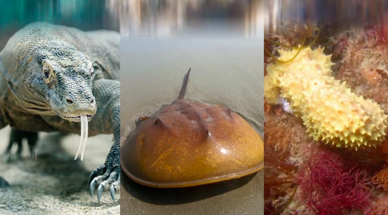 How dragon blood, sea sponges, and crabs could save your life