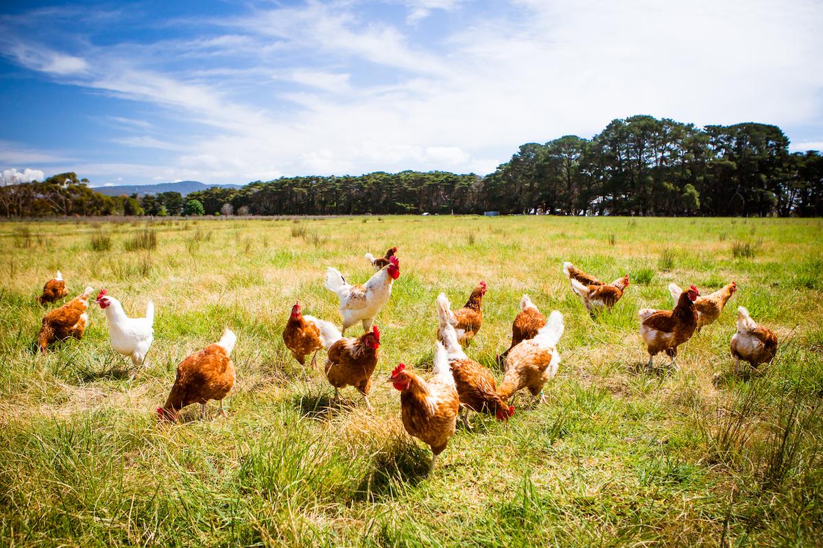Study examines chicken weight to keep up with demand