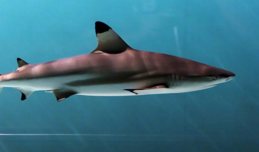 How sharks use their shoulders to eat