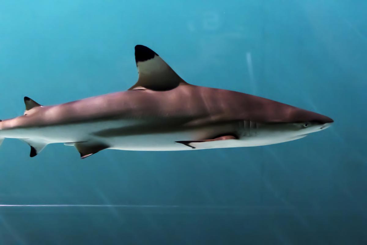 How sharks use their shoulders to eat