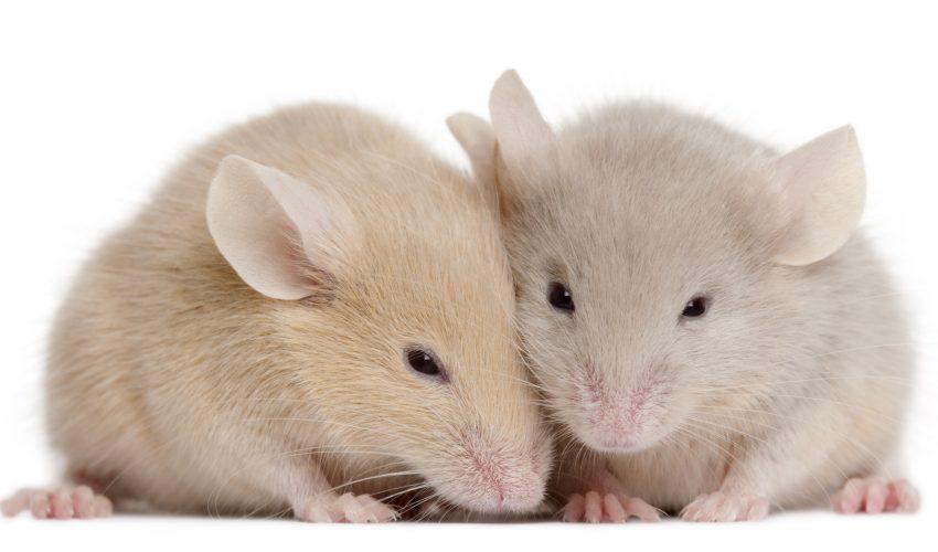 Study reveals that mice are capable of empathy