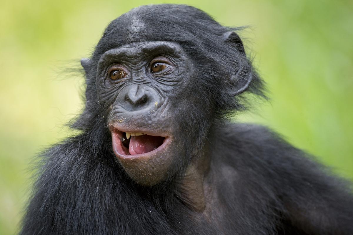Humans and bonobos mimic in very different ways