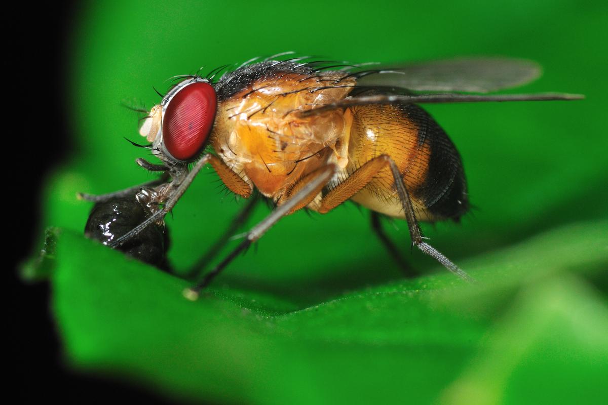 Sleep vs. sex? How the fruit fly decides