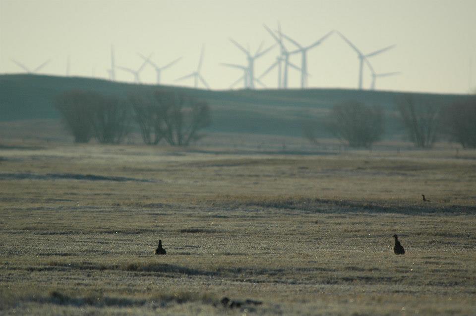 Wind energy facilities do not impact endangered grassland birds