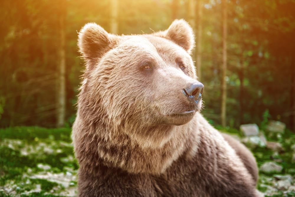 How animals first appeared on Earth