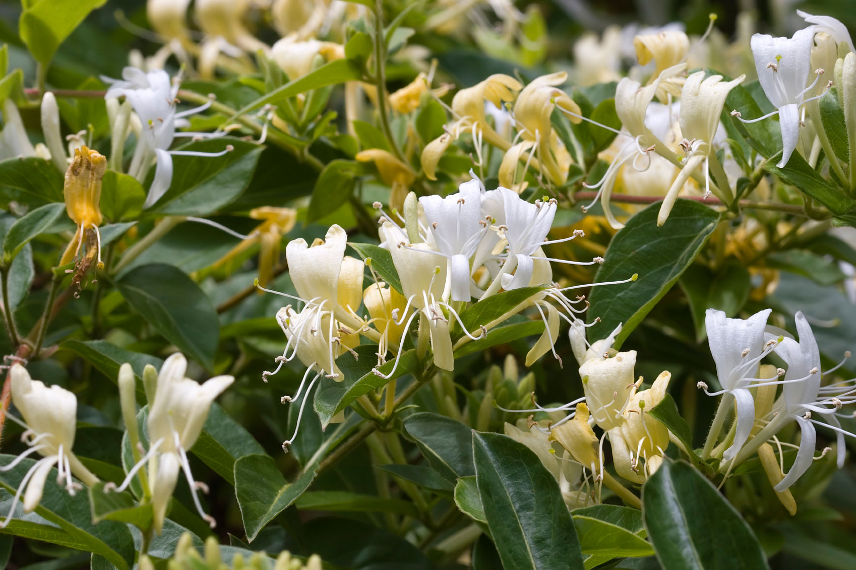 2017/08/honeysuckle--lonicera-gibbiflora-.jpg