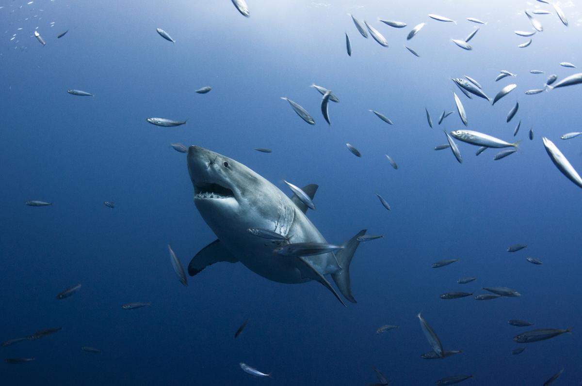 Climate change causing fish to shrink in size