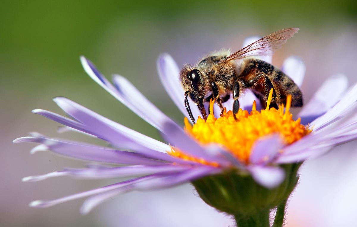Most people know very little about bees