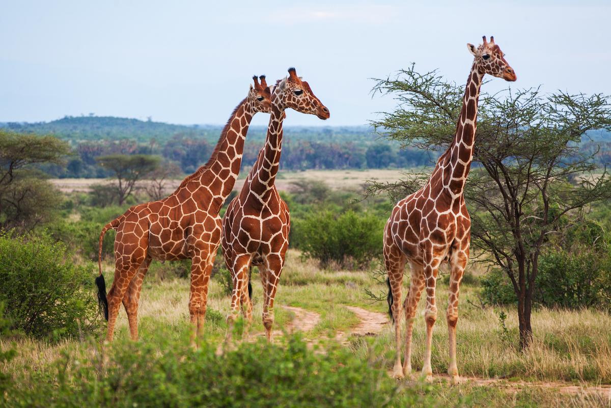 Why giraffes have such long necks
