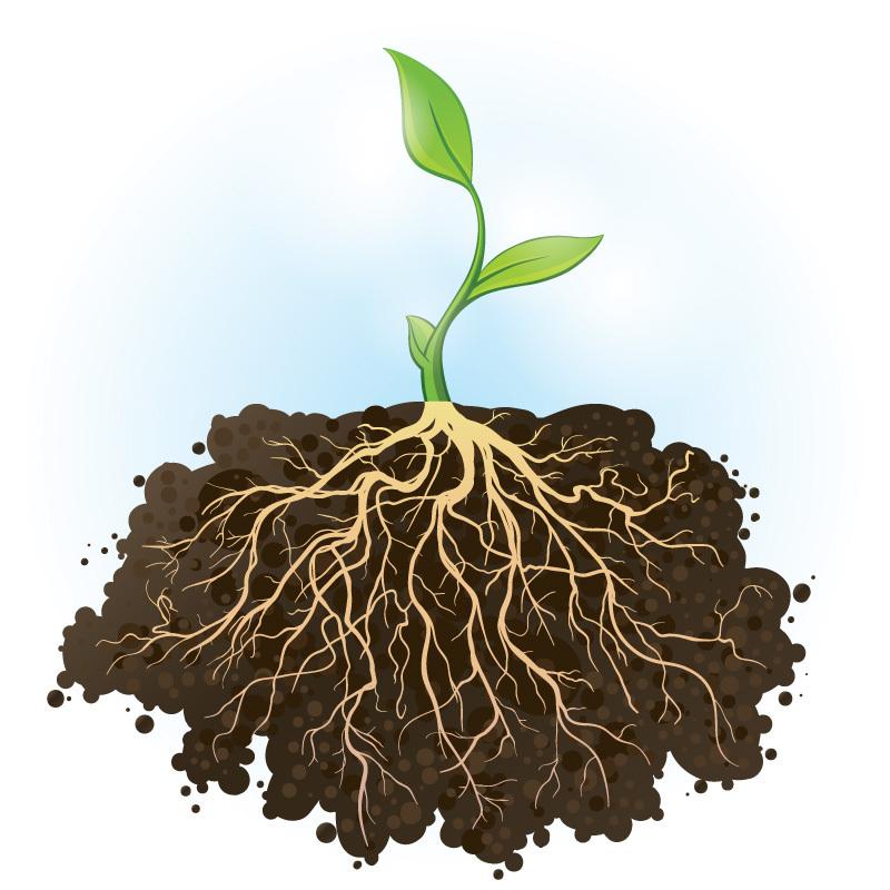Plant roots go to extreme lengths to find water