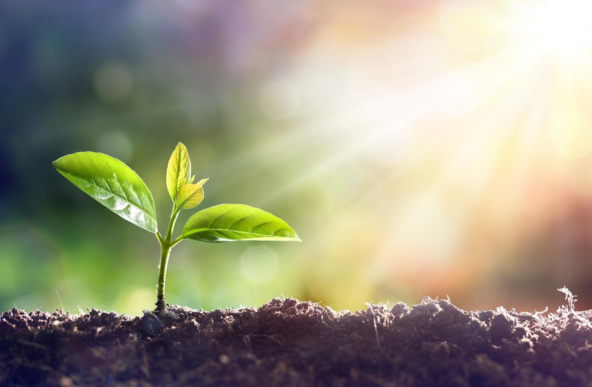 A deeper look into how plants breathe