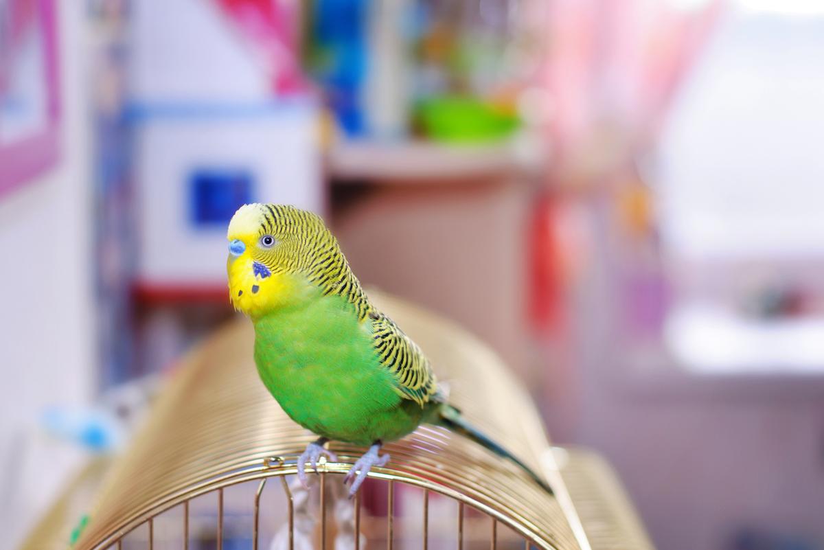 The 10 easiest pets to care for