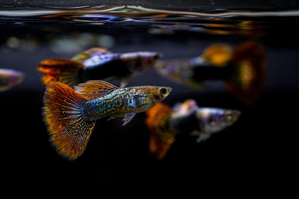 Study peeks into the inner lives of Trinidad guppies