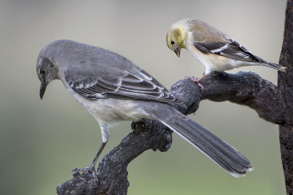 Bigger brains give birds a survival advantage
