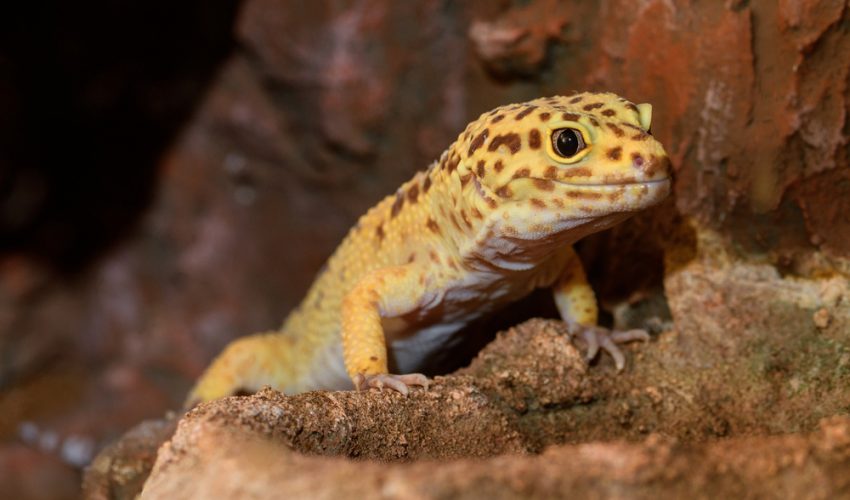 Leopard Geckos