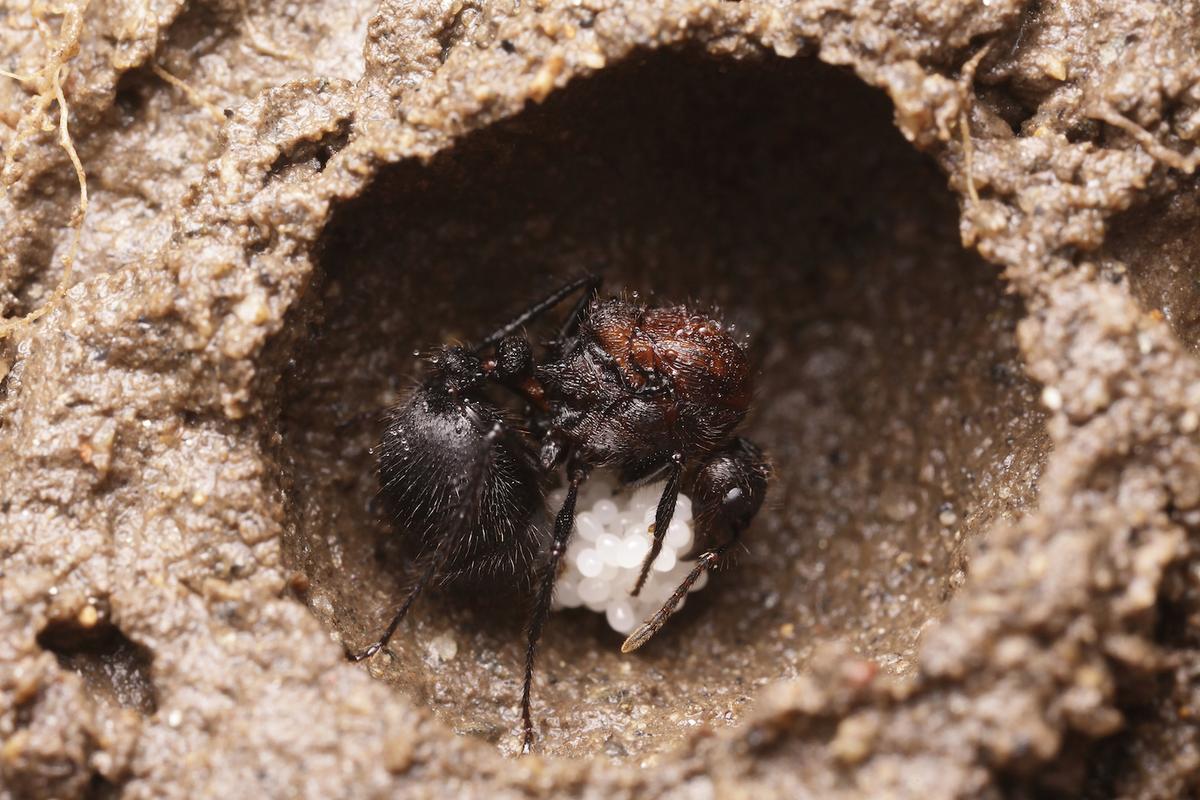 Ant queens perform strange burial ritual