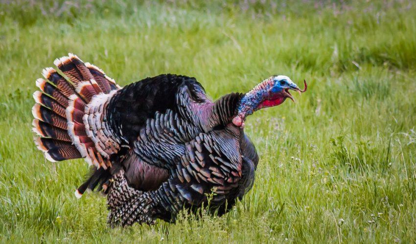 Troublemaking turkeys are ruffling feathers in Boston
