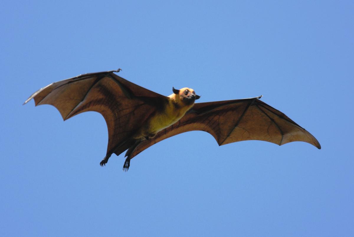 Saving bats whose teeth are used as currency