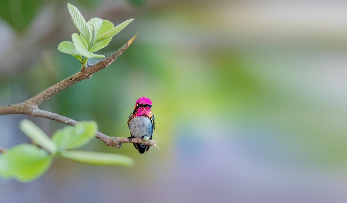 10 of the smallest animals on Earth