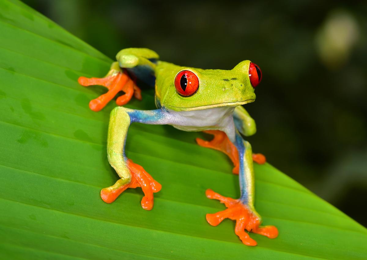 Rare species are crucial to tropical forests