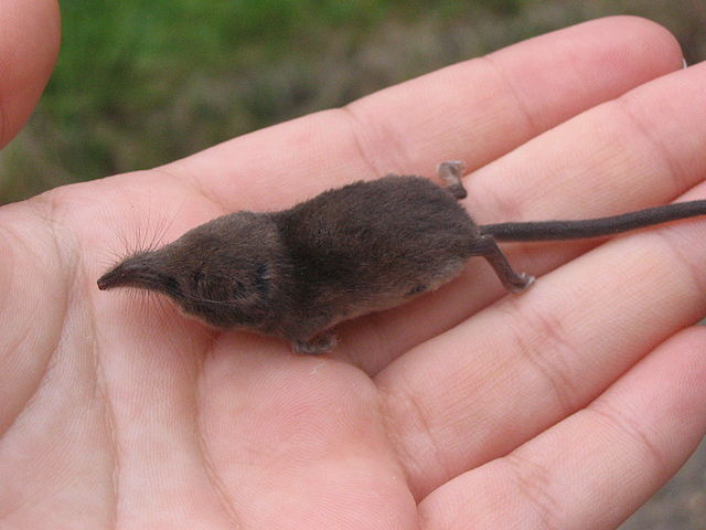 Etruscan Pygmy Shrew