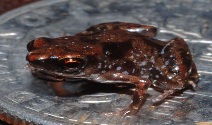 Paedophryne Amauensis