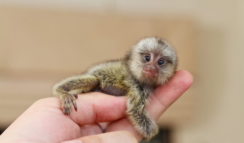 Pygmy marmoset monkey
