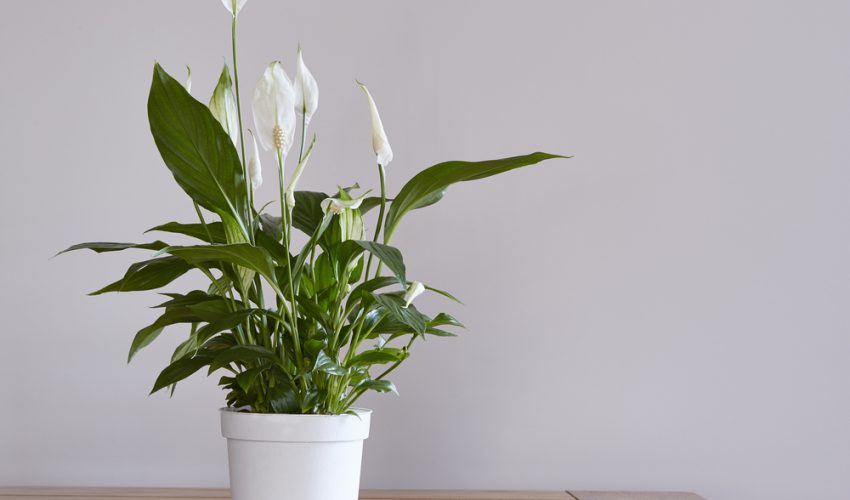 Peace Lily