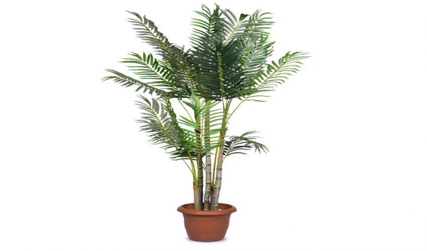 Areca Palm
