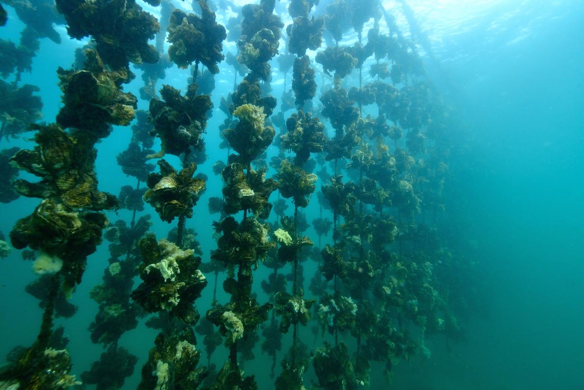 Why oysters quickly close their shells