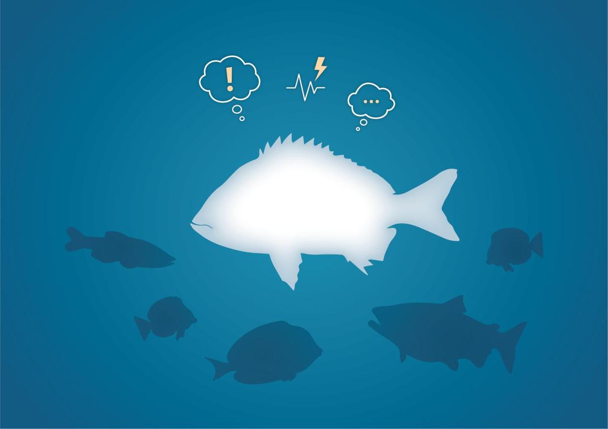 Researchers study the emotional lives of fish