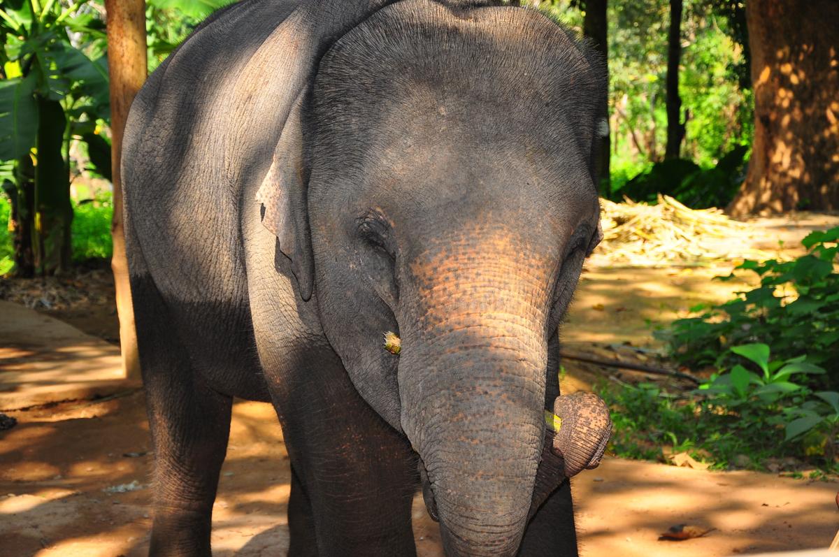 Laos elephant population drops by half over the last 30 years