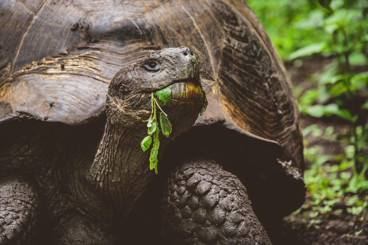 The top 10 longest-living animals
